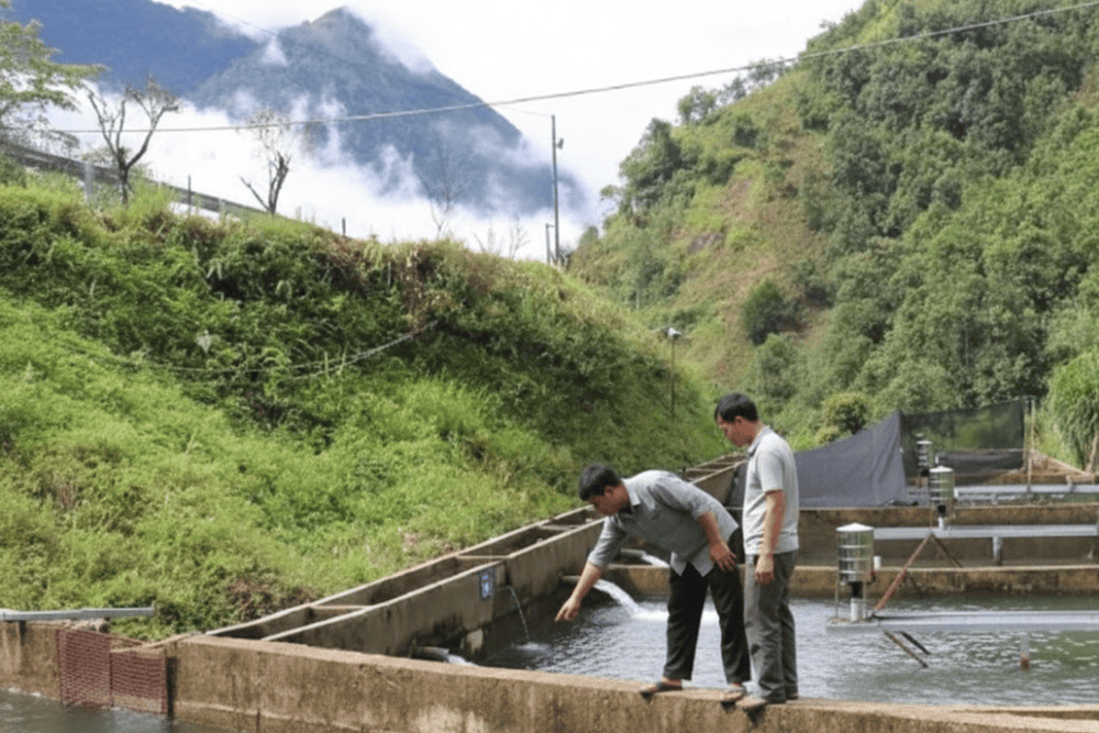 Thanks to its cold mountain streams, Sapa is one of the few places in Vietnam where salmon and sturgeon are successfully farmed